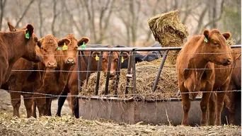 WC Agriculture Dept calls on livestock owners to report transportation of animals following foot and mouth disease outbreak WC Agriculture Dept calls on livestock owners to report transportation of animals following foot and mouth disease outbreak