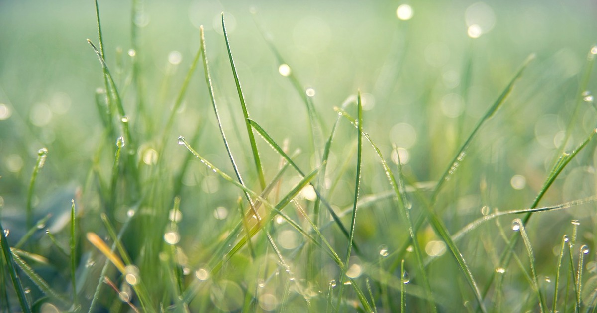Want a great garden? Human urine (NOT ‘fresh from the tap') may be the answer